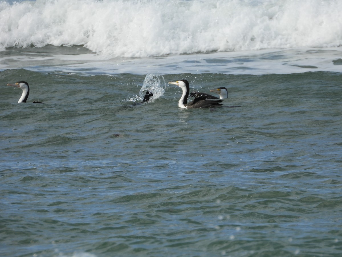 Pied Cormorant - ML623217182