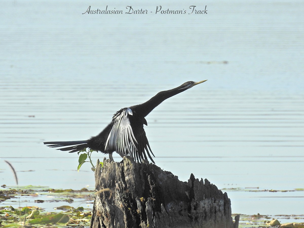 Australasian Darter - ML623217199