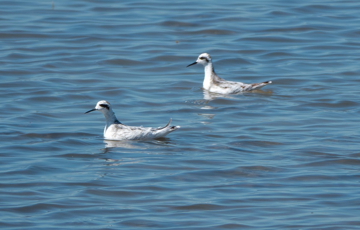 Red-necked Phalarope - ML623217211