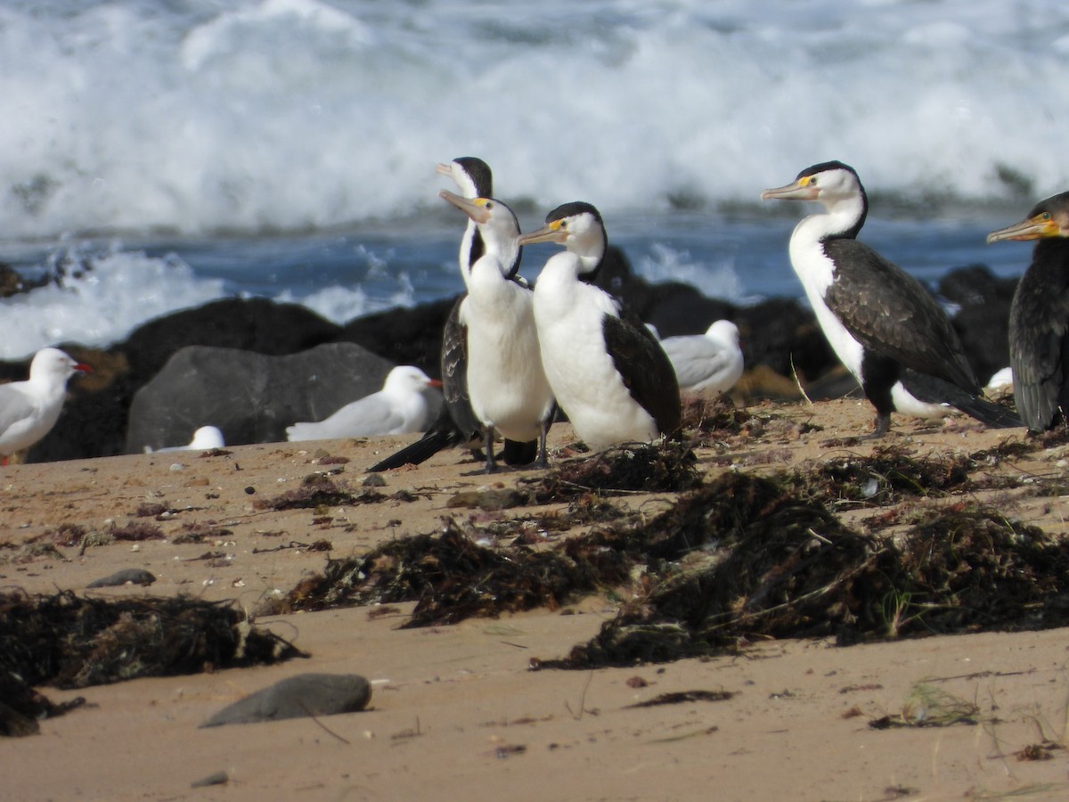 Pied Cormorant - ML623217216