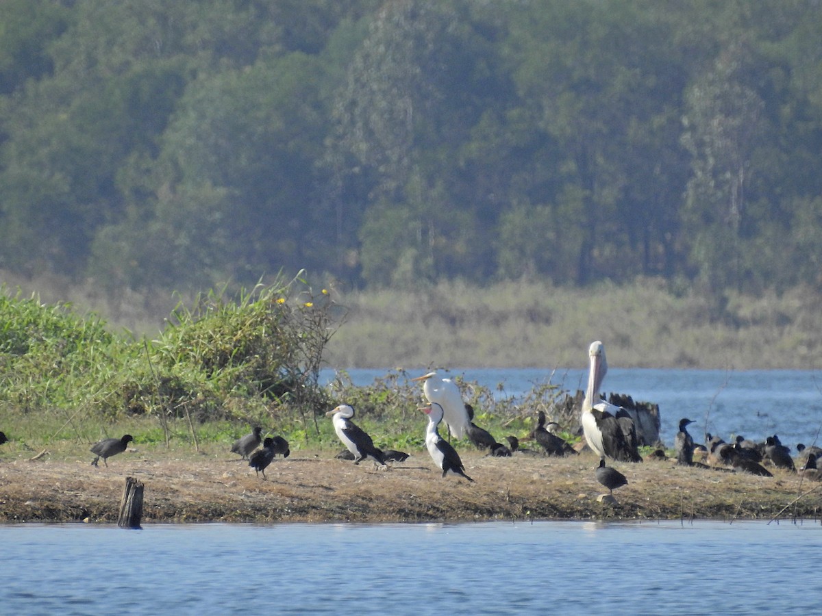 Pied Cormorant - ML623217227