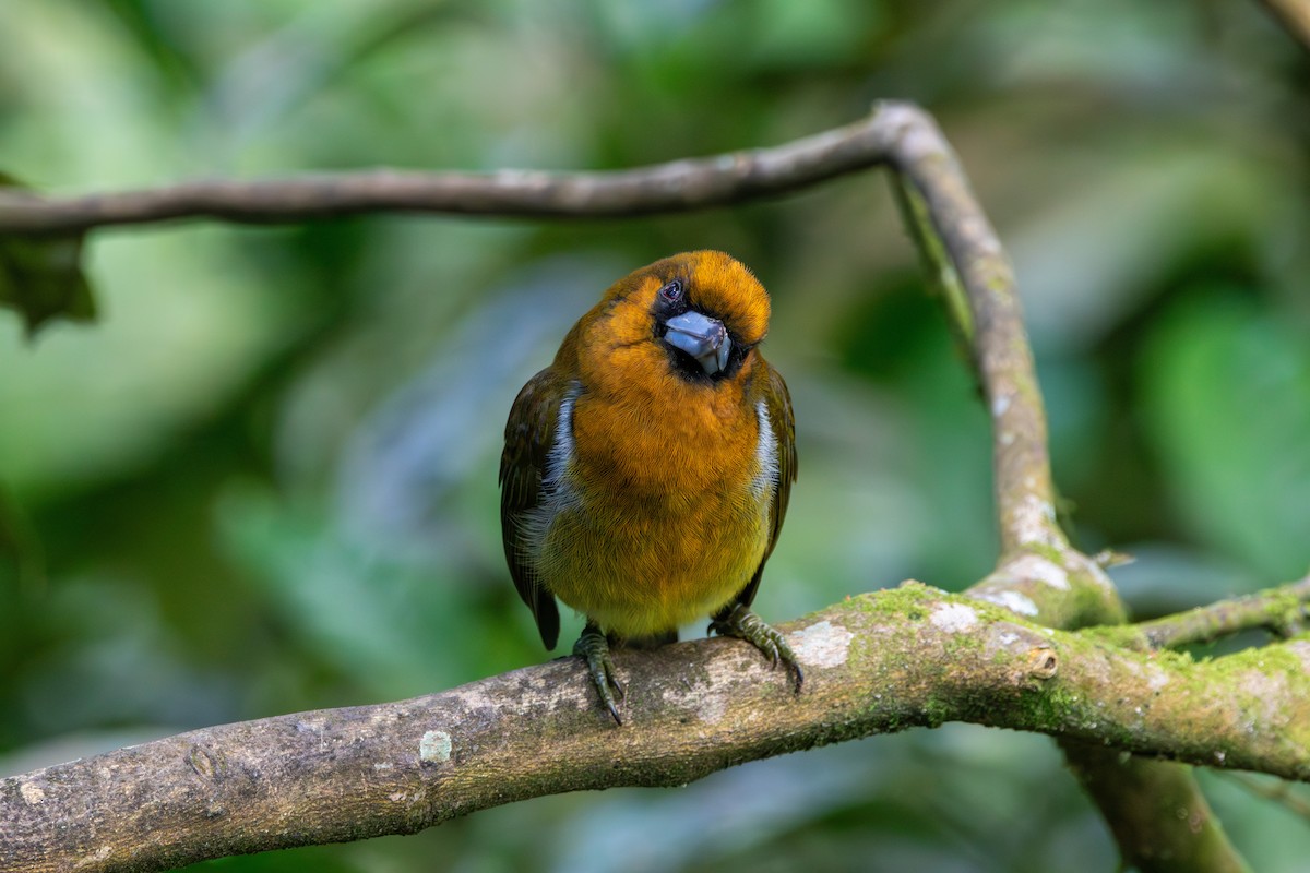 Prong-billed Barbet - ML623217243