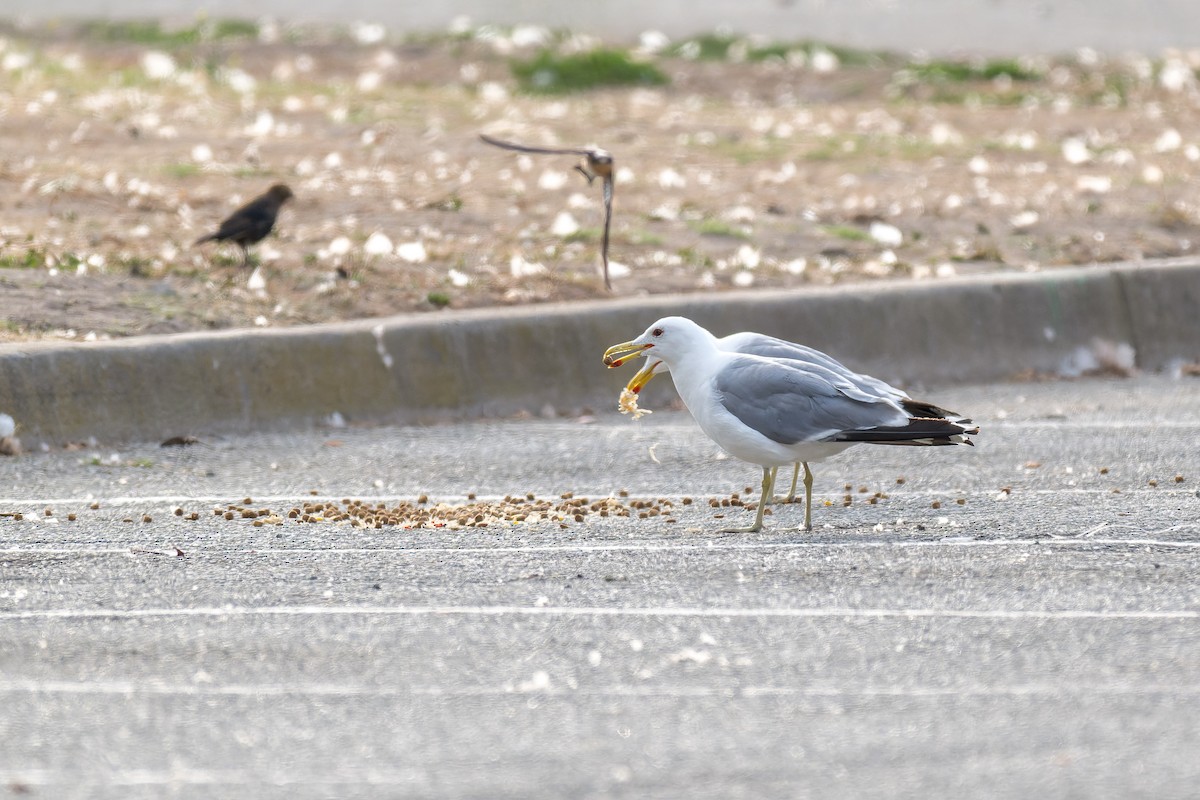 California Gull - Ruslan Balagansky