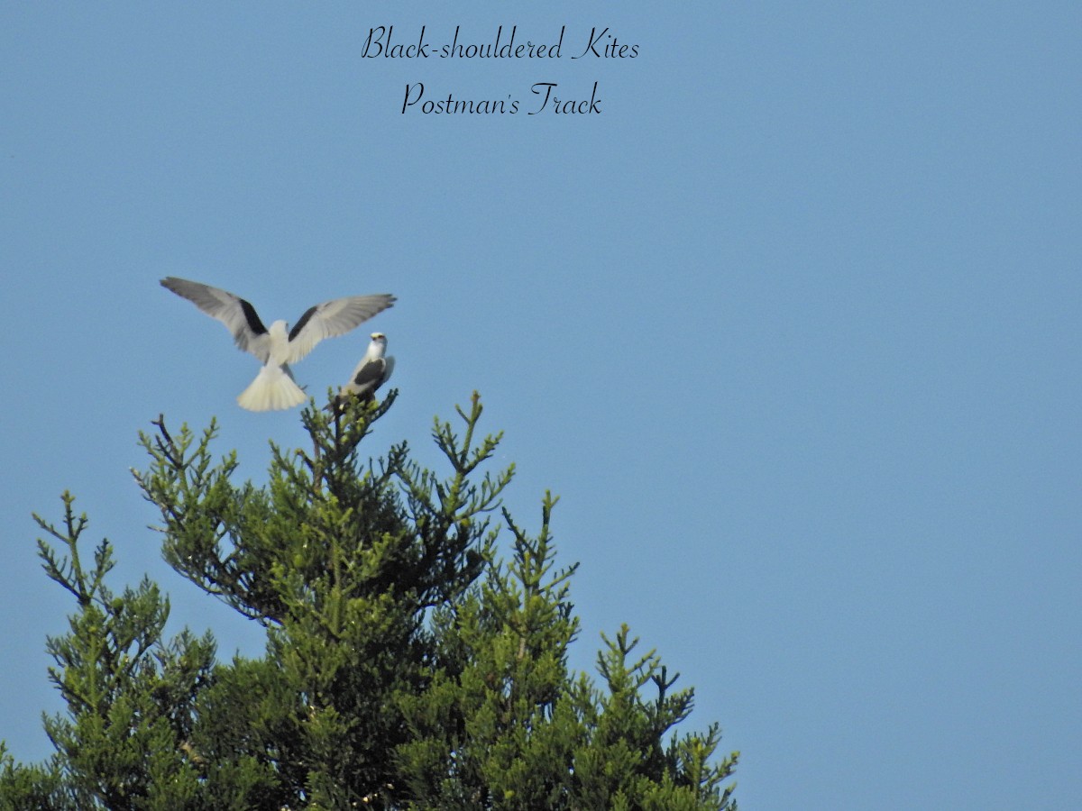 Black-shouldered Kite - ML623217253