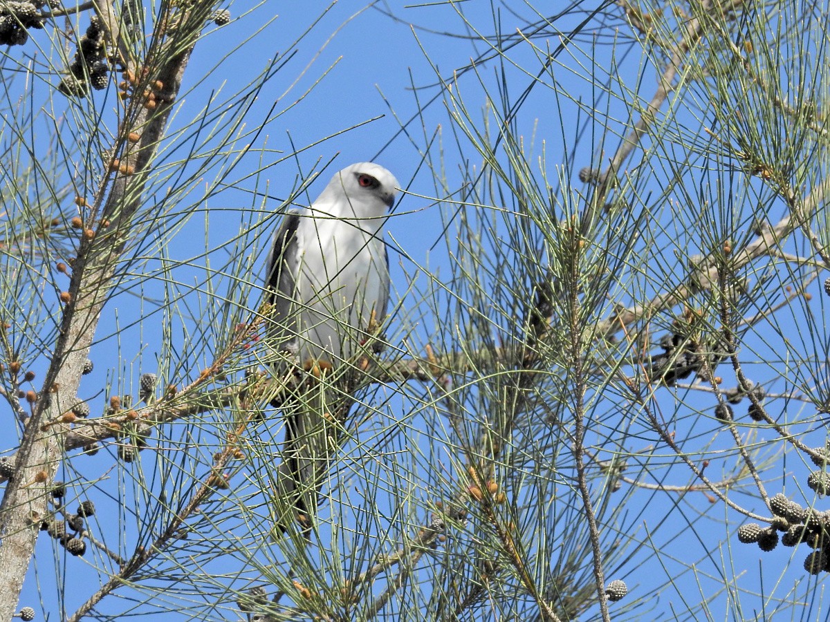 Black-shouldered Kite - ML623217257