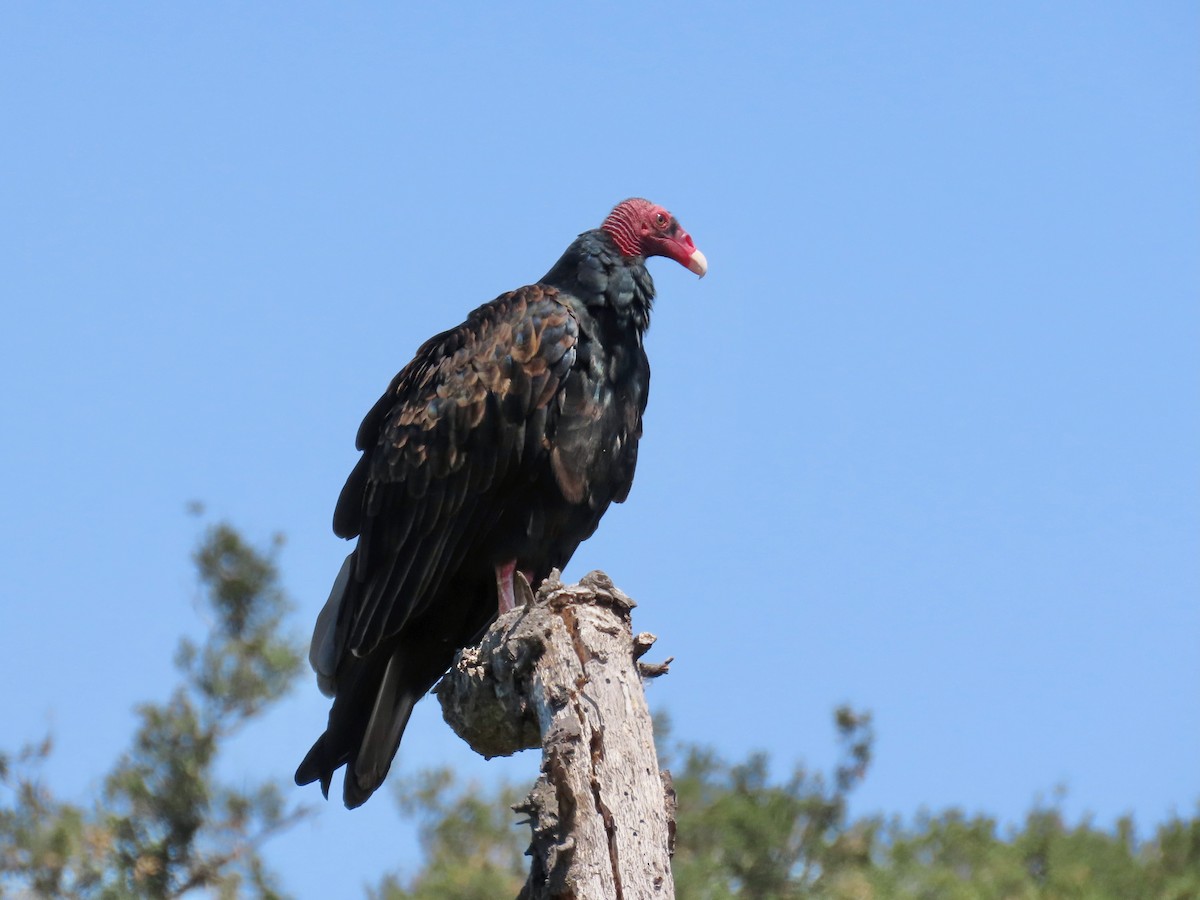 Turkey Vulture - ML623217314