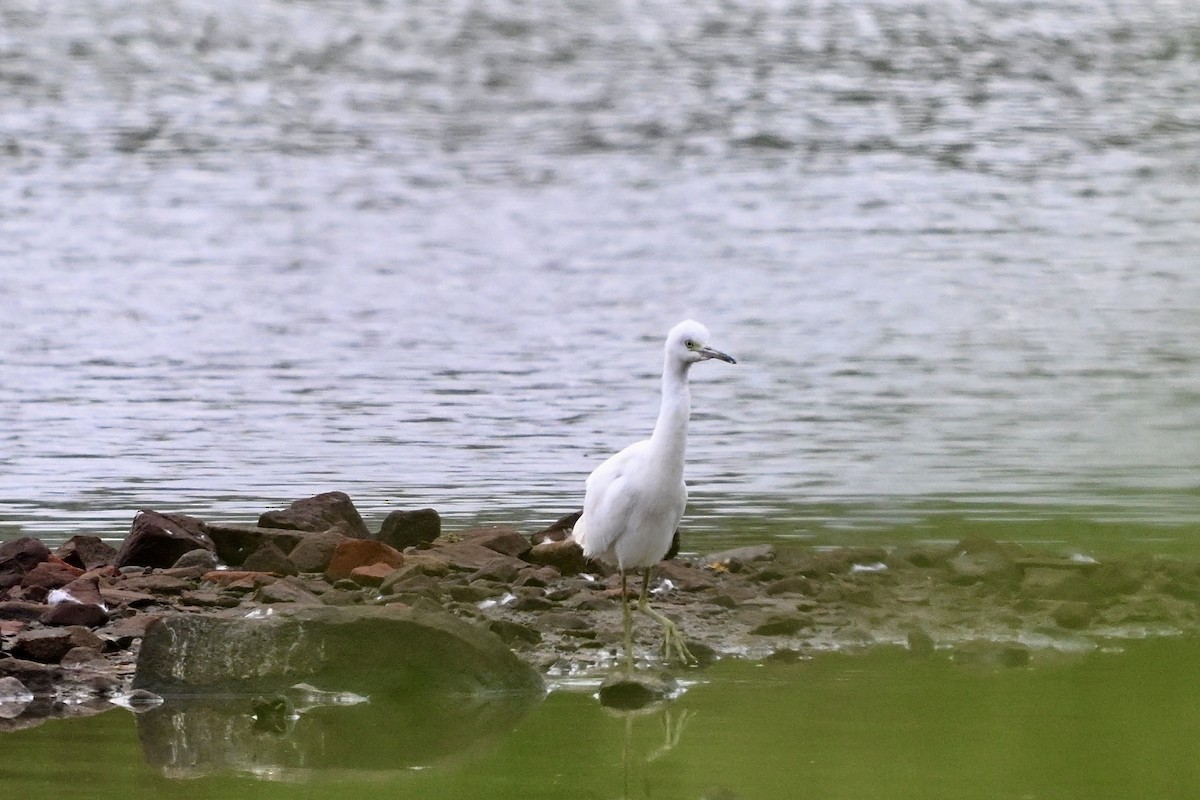 Little Blue Heron - ML623217337