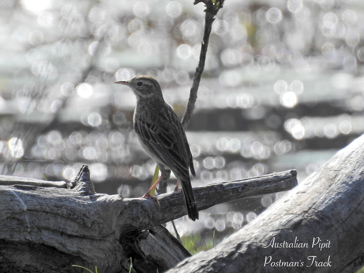 Australian Pipit - ML623217339