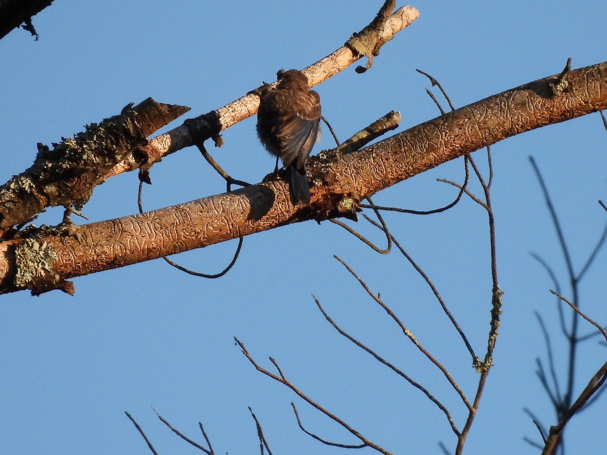 Eastern Bluebird - ML623217343