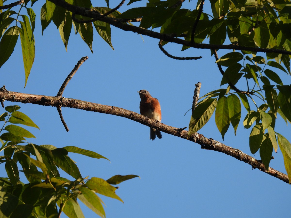 Eastern Bluebird - ML623217344