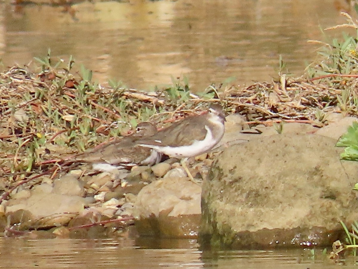 Spotted Sandpiper - ML623217349