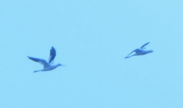 Avoceta Americana - ML623217358