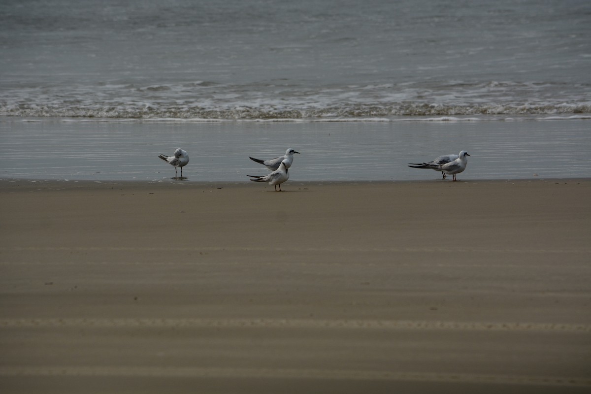 Snowy-crowned Tern - ML623217376