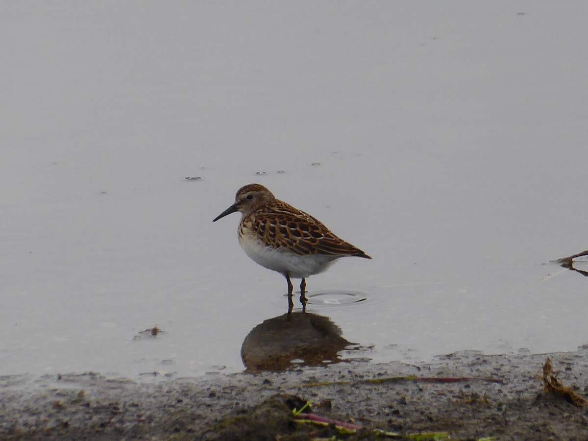 Least Sandpiper - M. Jordan