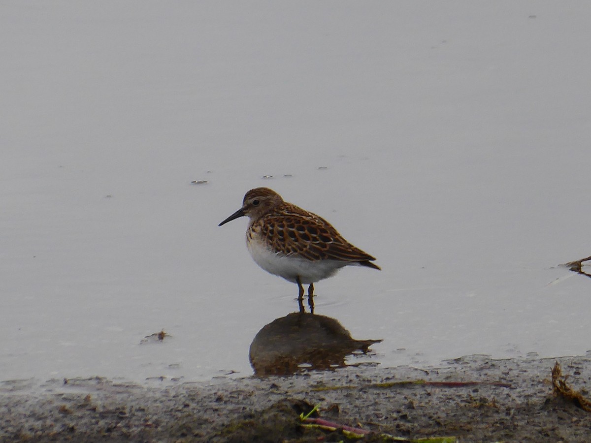 Least Sandpiper - M. Jordan