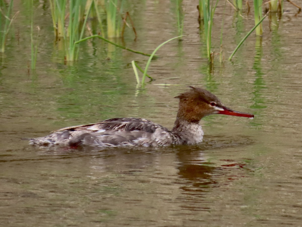 Red-breasted Merganser - ML623217456