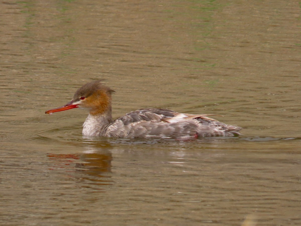 Red-breasted Merganser - ML623217457