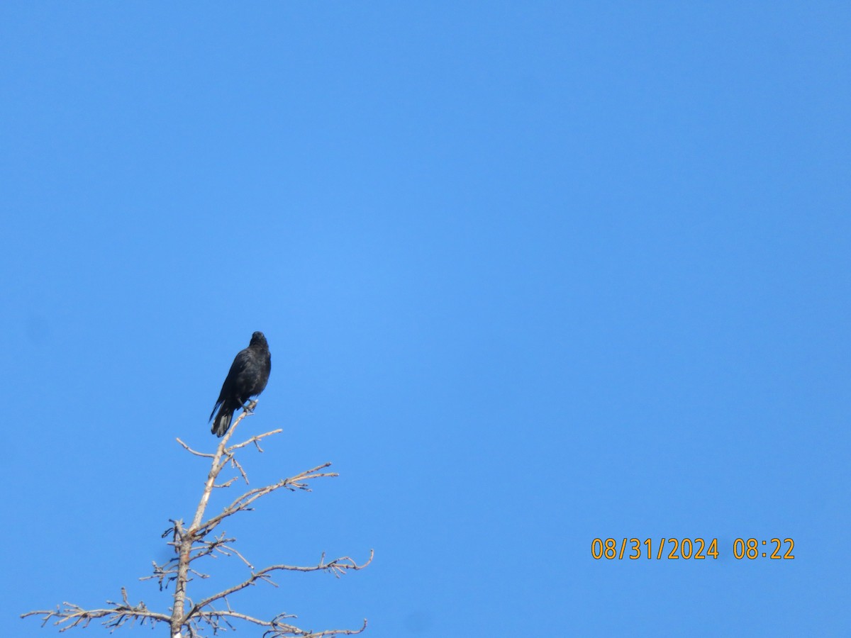 American Crow - ML623217614