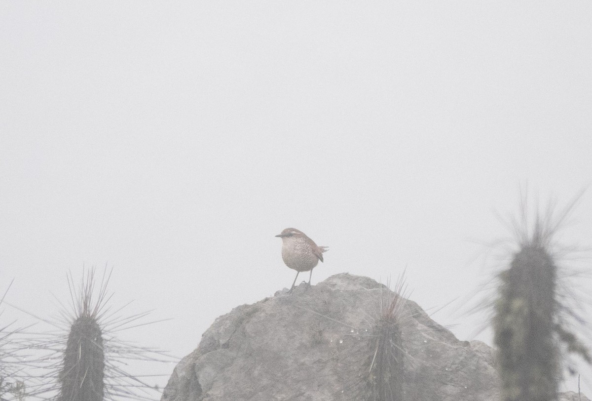 White-throated Tapaculo - ML623217634