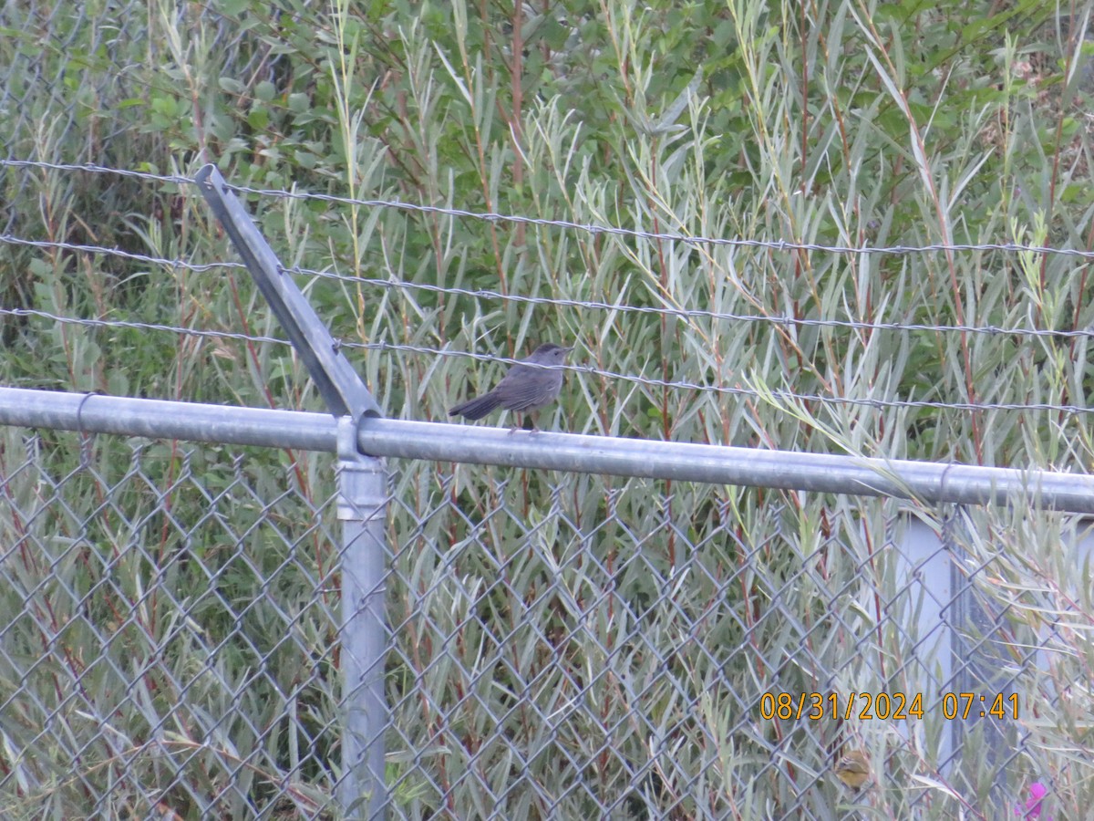 Gray Catbird - ML623217648