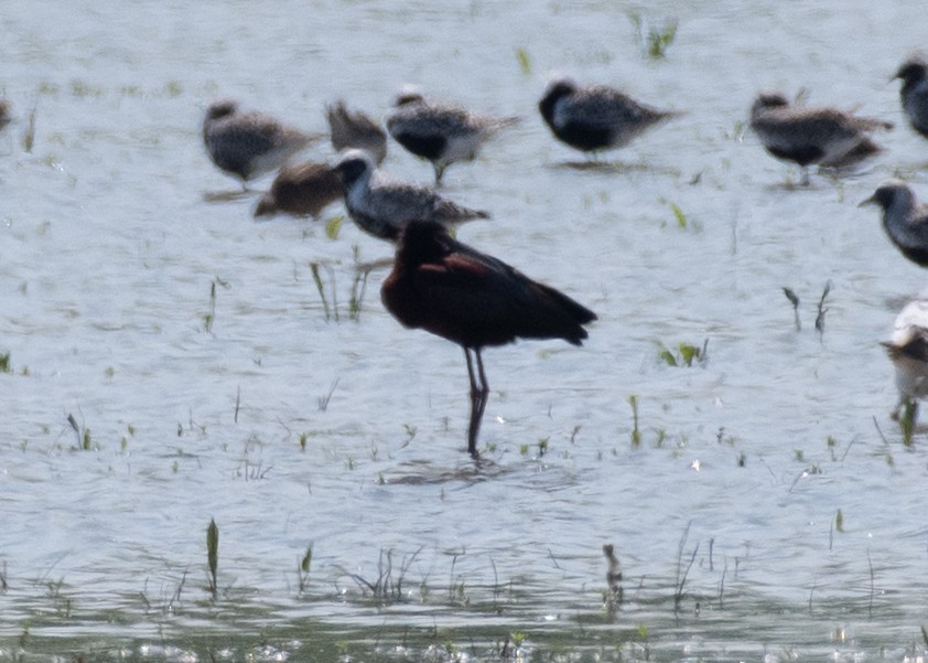 White-faced Ibis - ML623217662