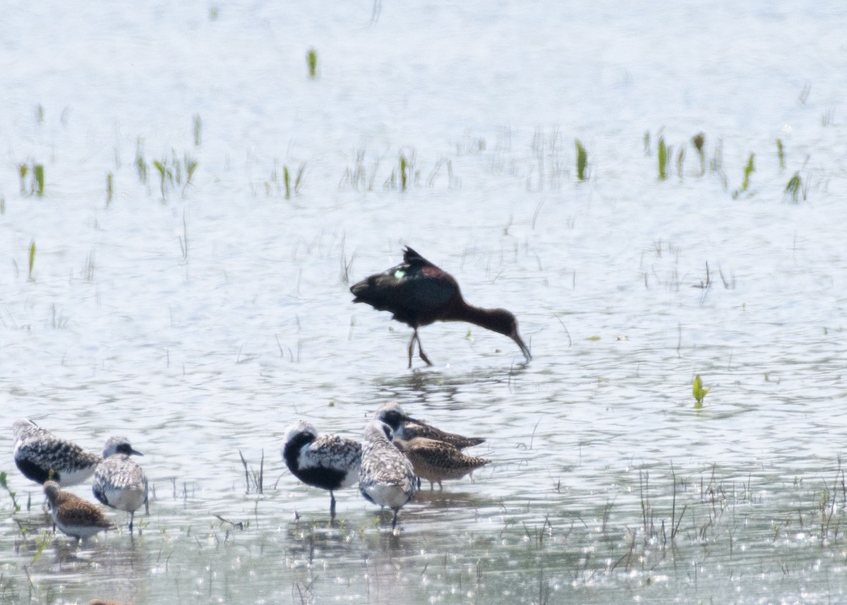 White-faced Ibis - ML623217663