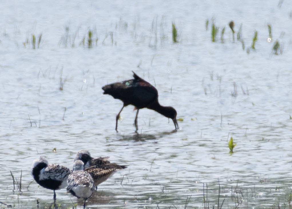 White-faced Ibis - ML623217664