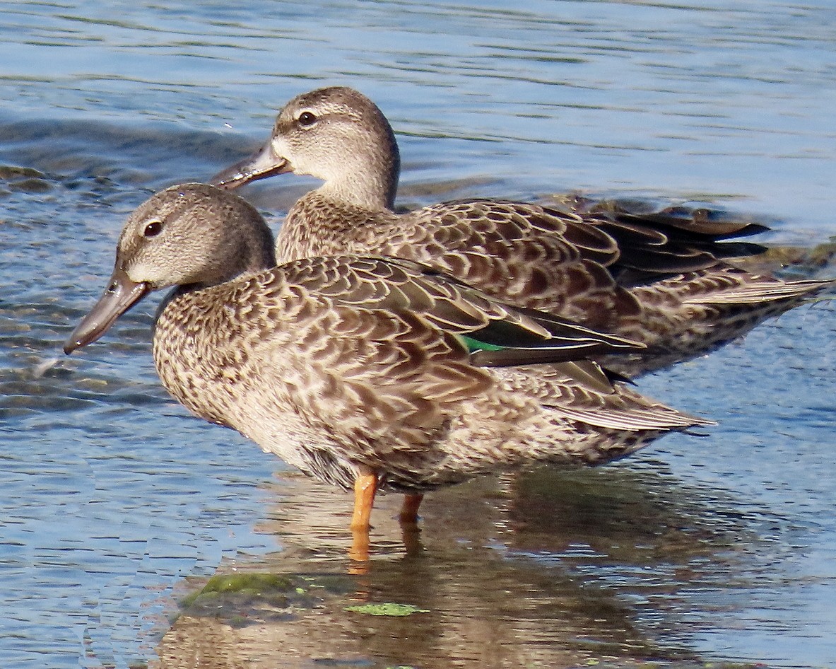 Blue-winged Teal - ML623217676