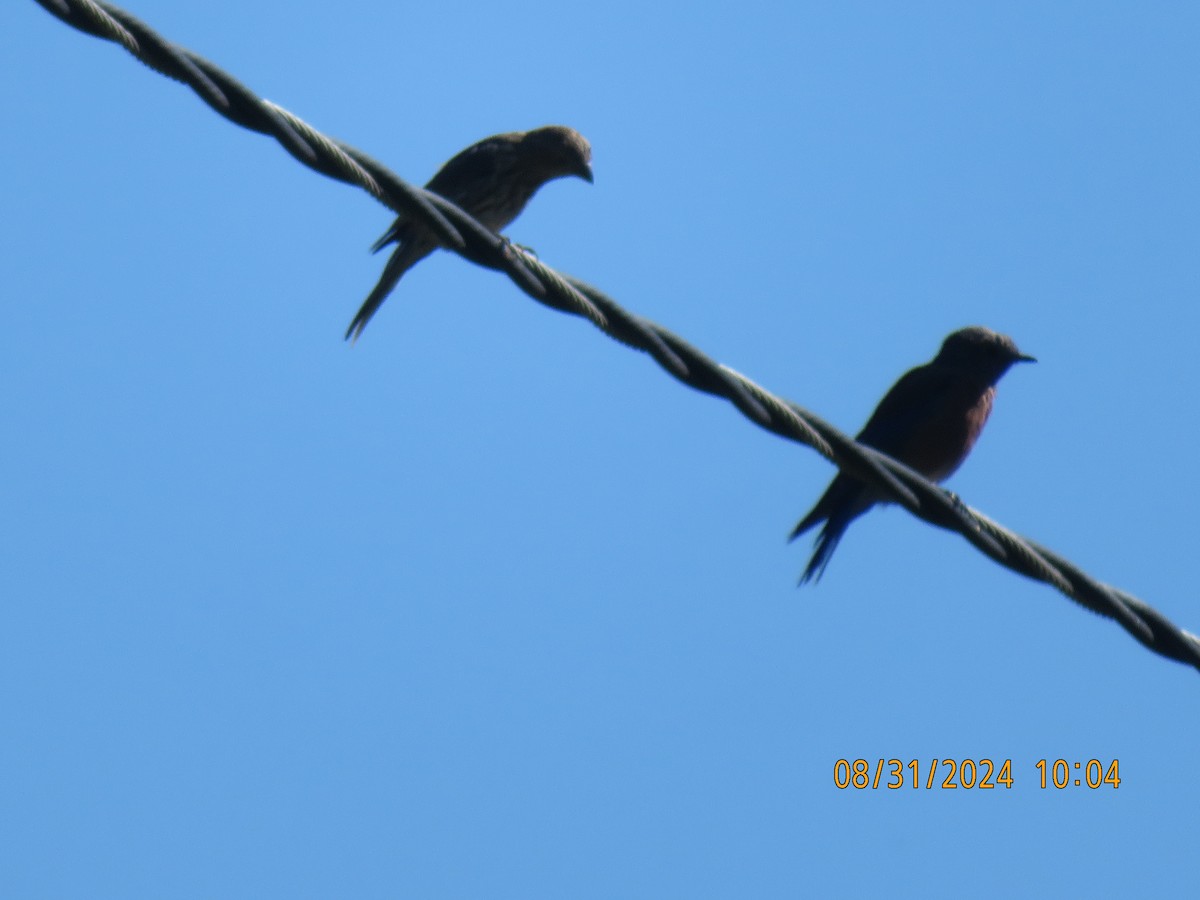 Western Bluebird - ML623217694