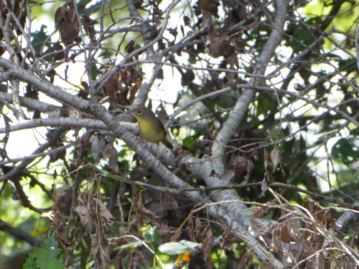 Mourning Warbler - ML623217709