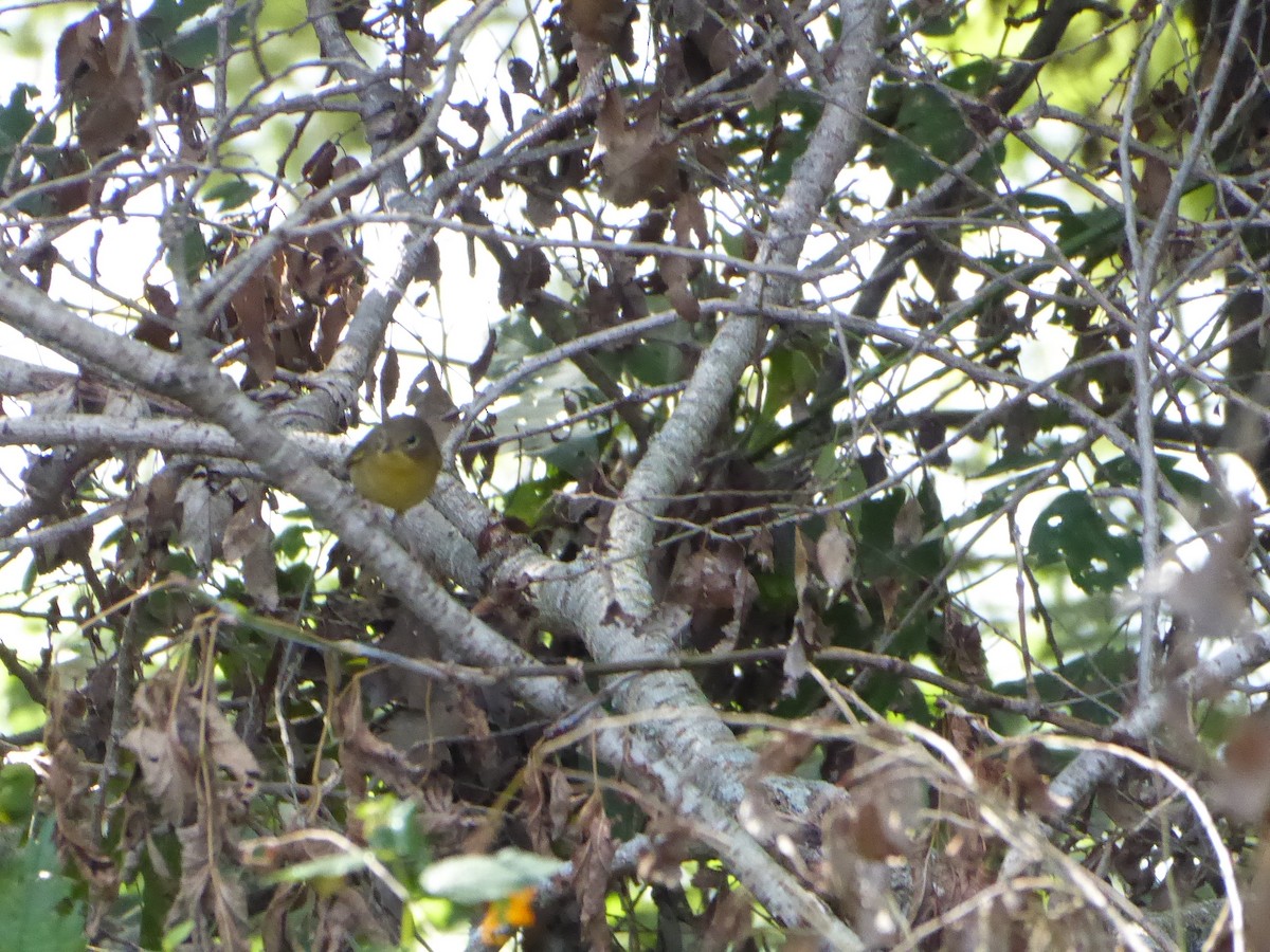 Mourning Warbler - ML623217712