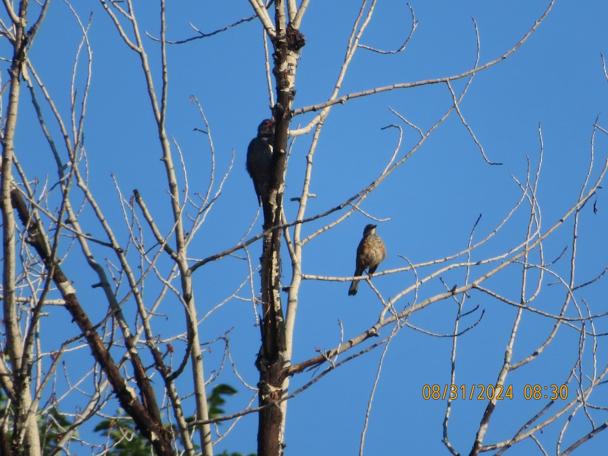 American Robin - ML623217723