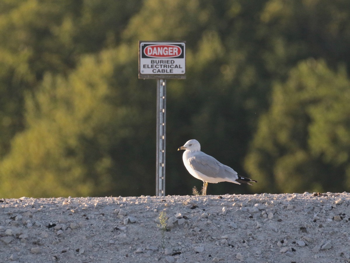 Ring-billed Gull - ML623217793