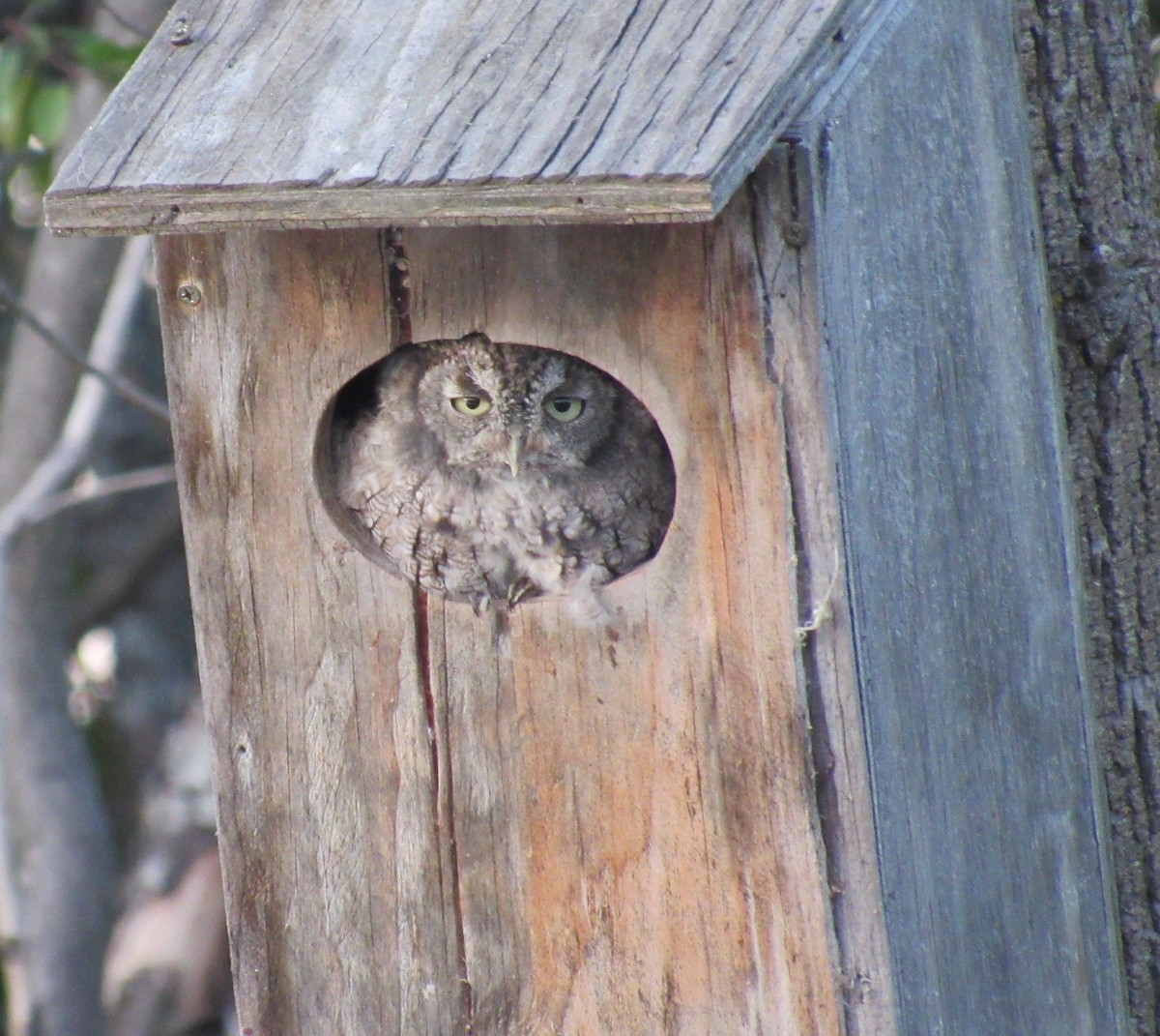 Eastern Screech-Owl - ML623217796