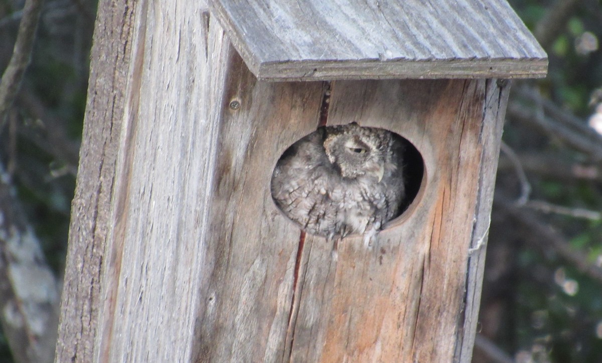 Eastern Screech-Owl - ML623217797