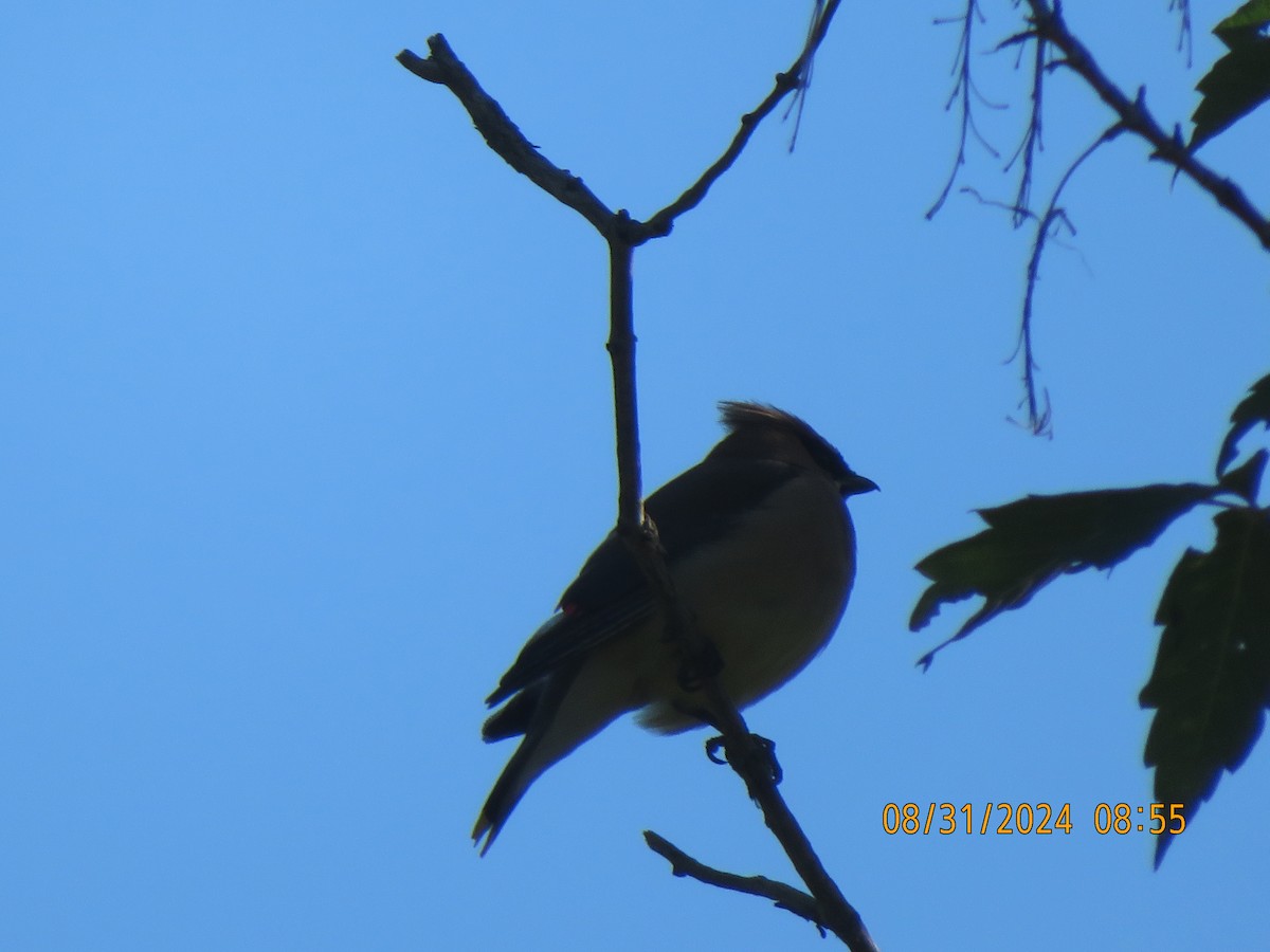 Cedar Waxwing - ML623217798