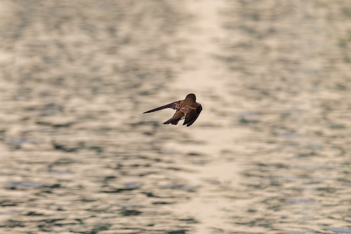 Northern Rough-winged Swallow - ML623217802