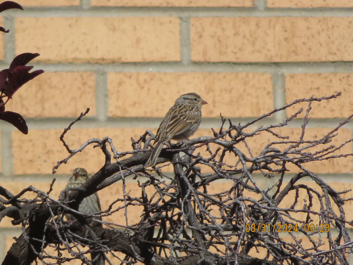 Chipping Sparrow - Anonymous