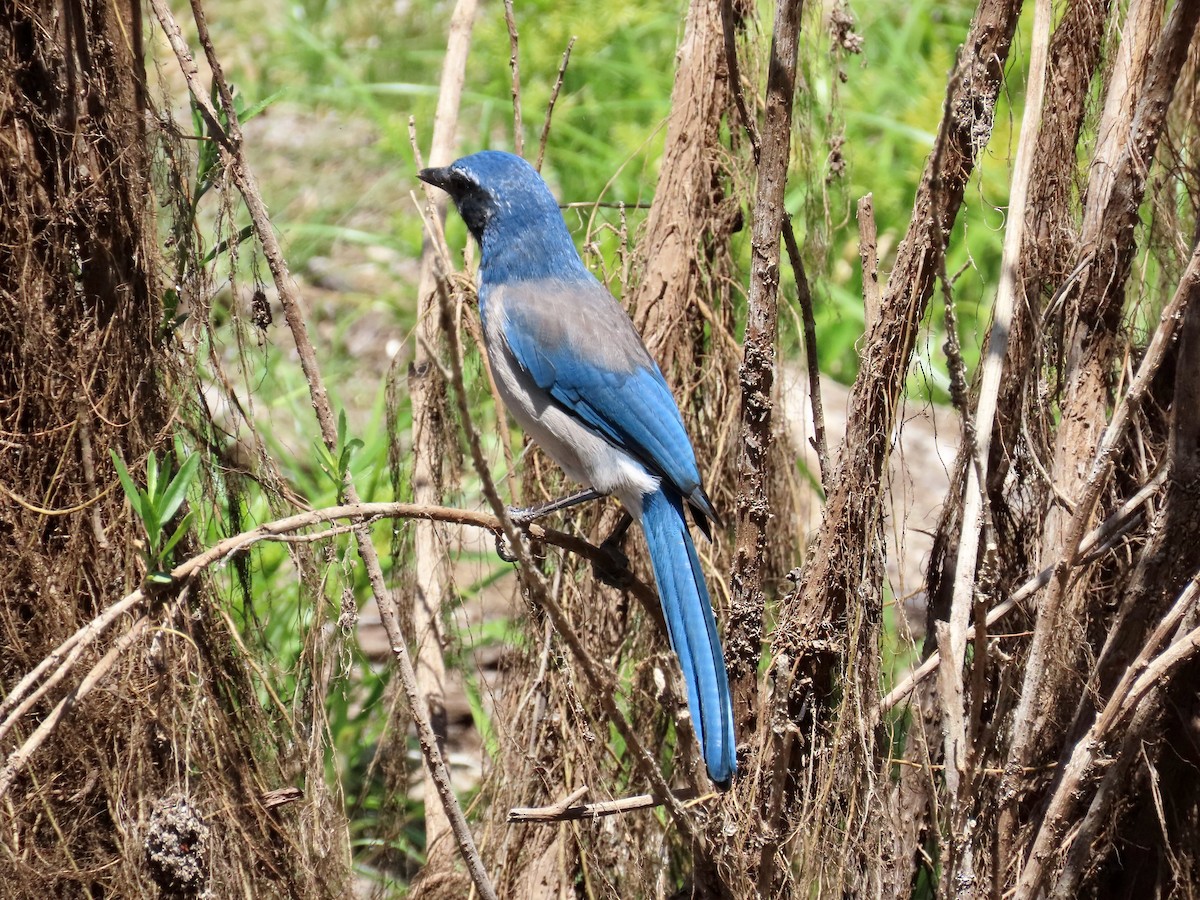 California Scrub-Jay - Gary Byerly