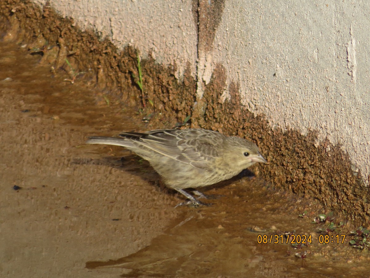 Brown-headed Cowbird - ML623217871