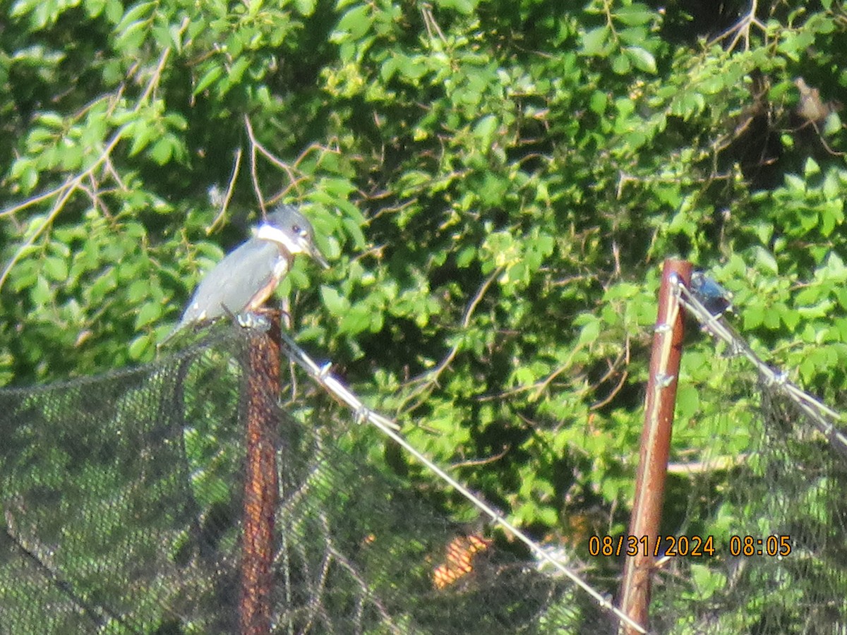 Belted Kingfisher - ML623218000