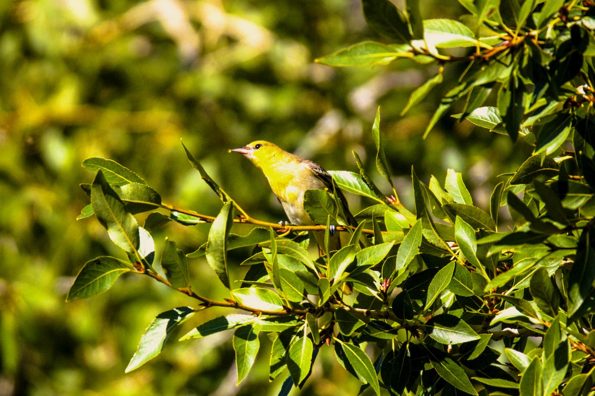 Bullock's Oriole - Don Carney