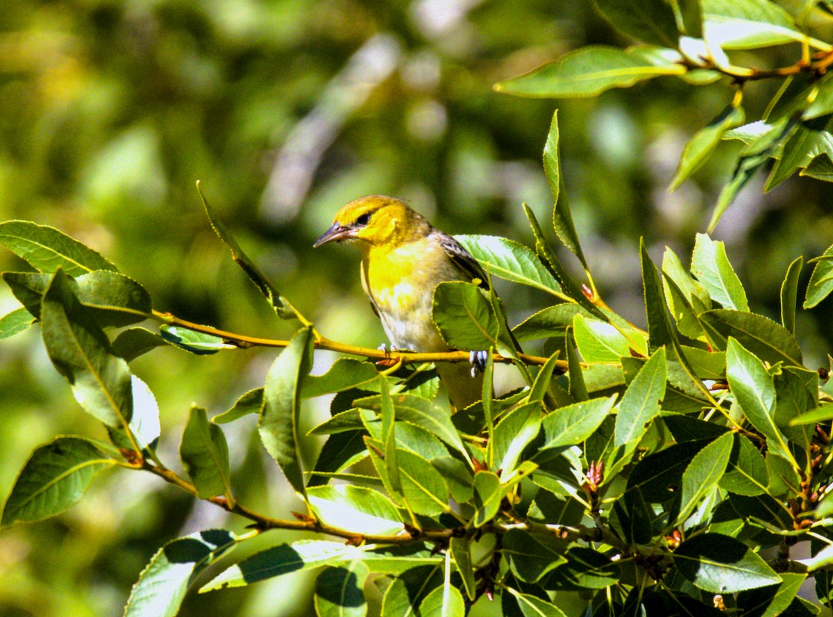 Bullock's Oriole - Don Carney