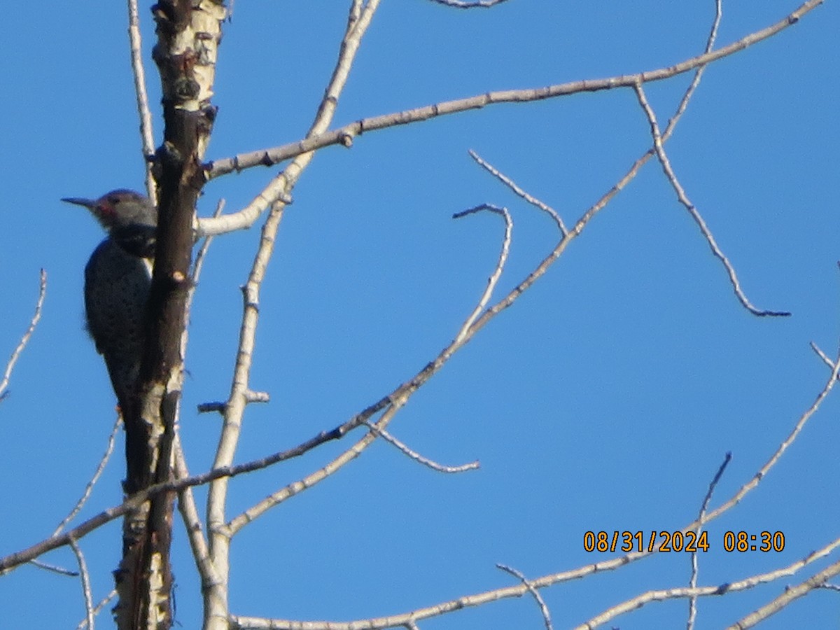 Northern Flicker - ML623218084