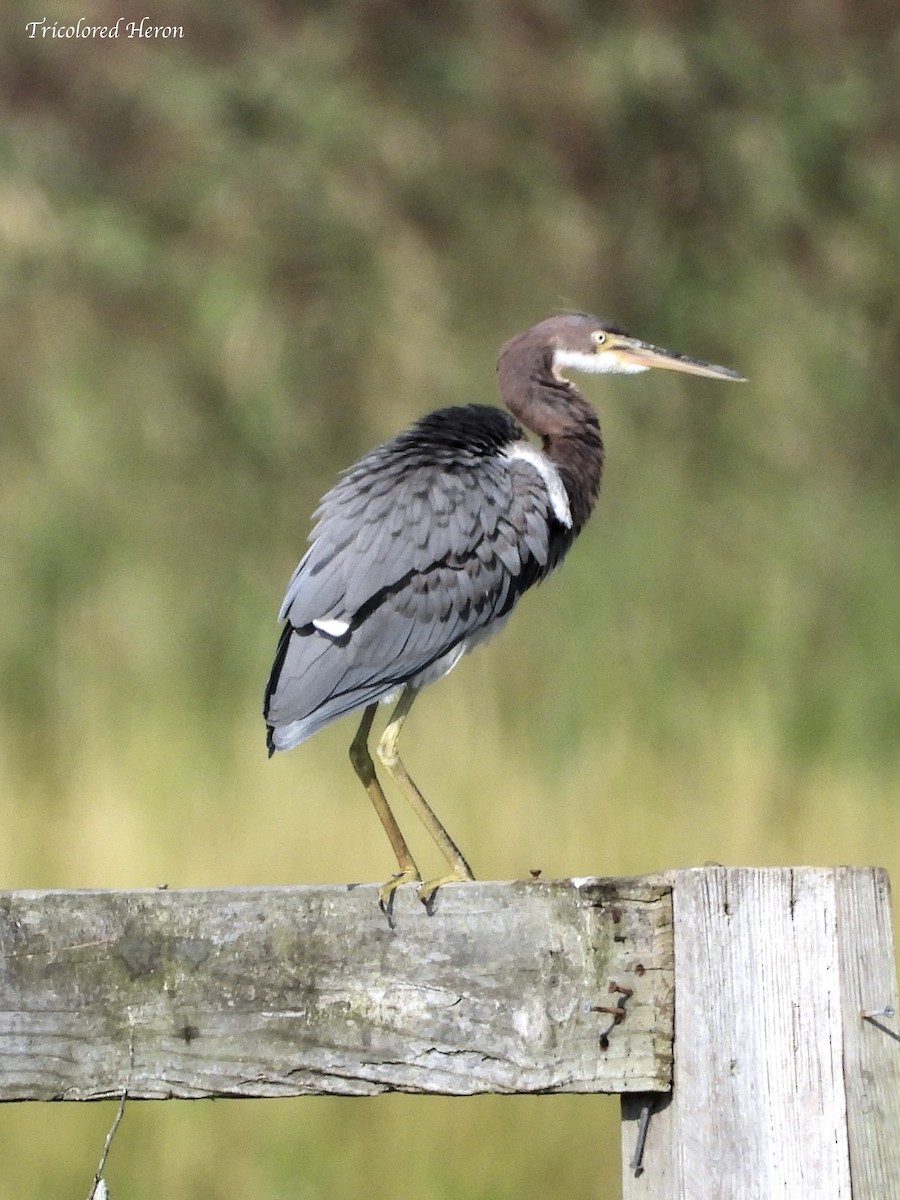 Tricolored Heron - ML623218151