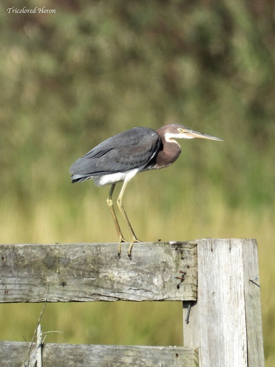 Tricolored Heron - ML623218152