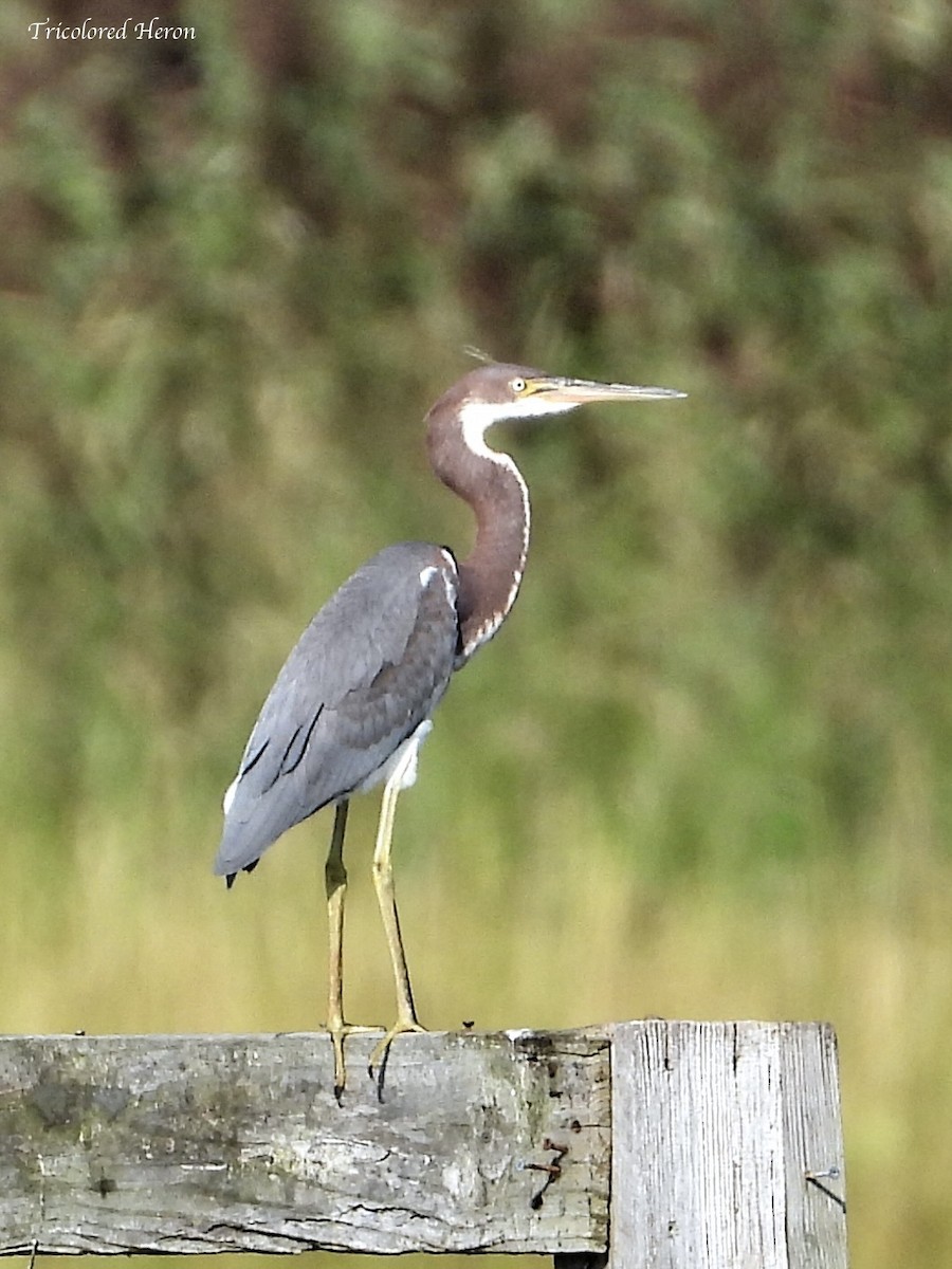 Tricolored Heron - Alexander Holloway