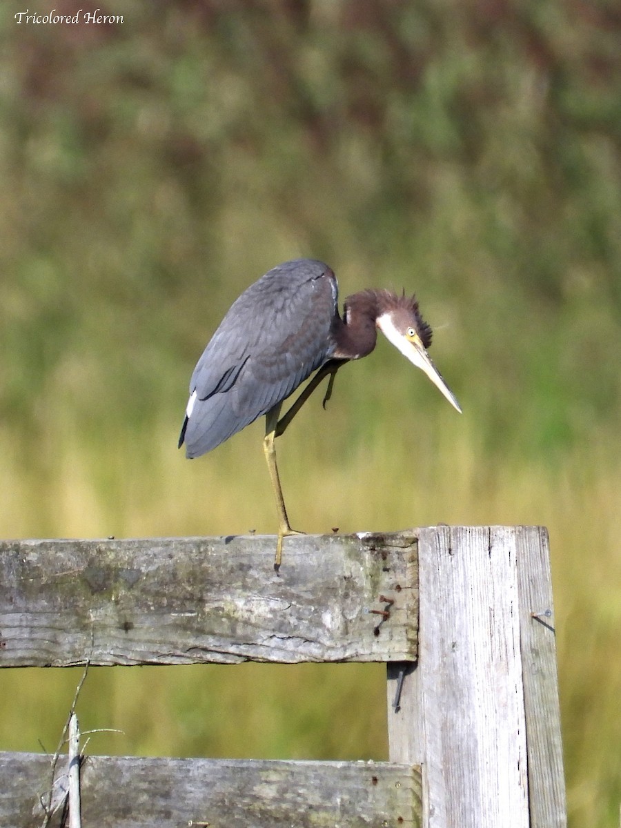 Tricolored Heron - ML623218154