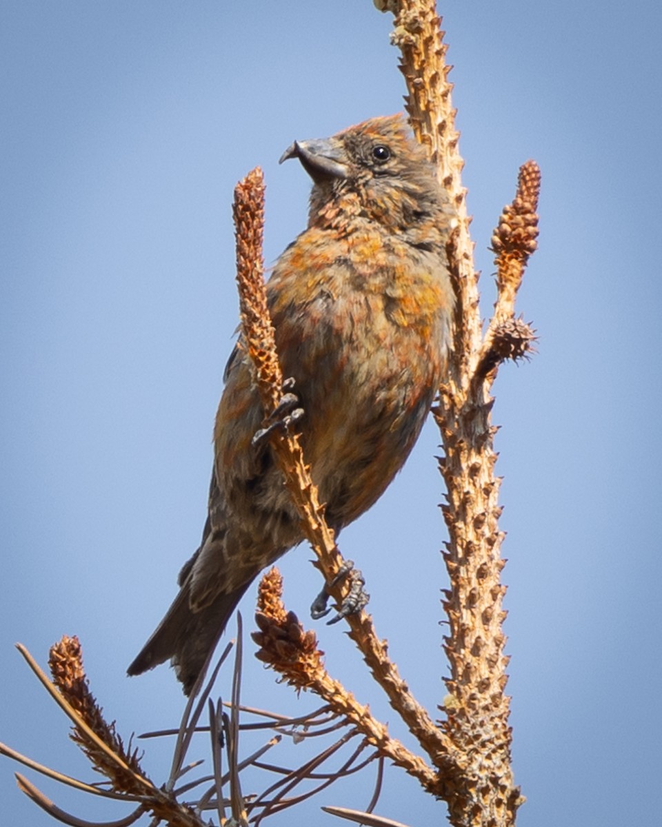 Red Crossbill - ML623218199