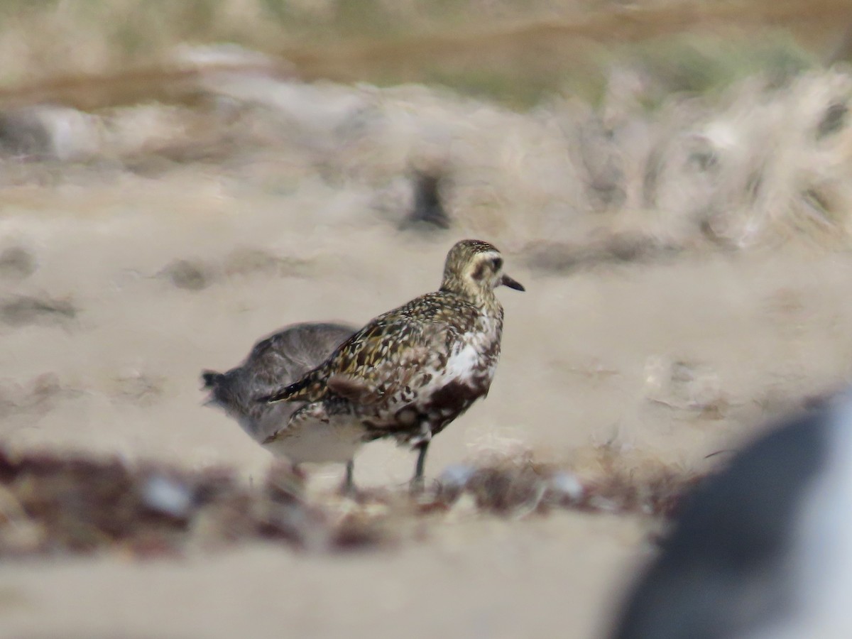 Pacific Golden-Plover - ML623218237